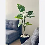 Jungle * كراكوفيا