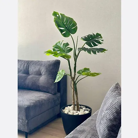 Jungle * 克拉科夫